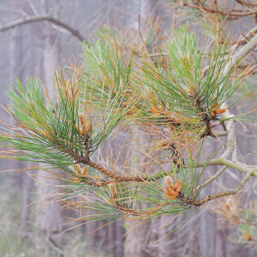 Scots Pine Woodland Trust Shop Woodland Trust Shop