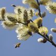 Goat Willow catkins and a bee
