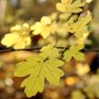 Field maple golden leaves