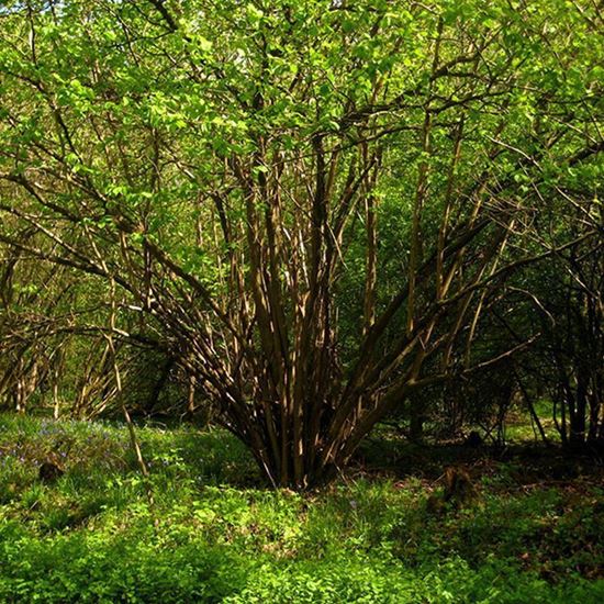 Buy A Wild Wood Tree Pack Woodland Trust Shop Woodland Trust Shop