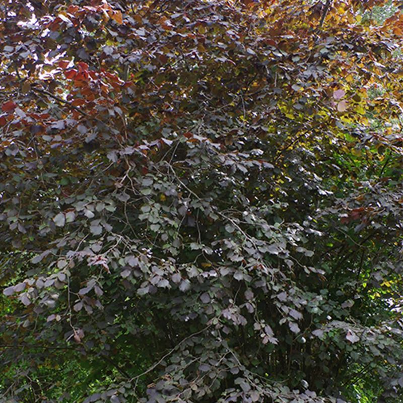 Buy a year round colour tree pack Woodland Trust Shop Woodland