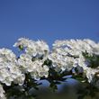 Hawthorn - blossom