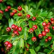 Hawthorn - berries close up