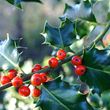 Holly - berries close up
