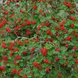 Rowan - berries