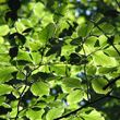 Beech - green leaves