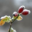 Dog rose - frosty rosehips