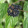 Dogwood - berries close up