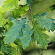 Sessile oak - leaves