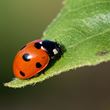 Wildlife tree pack - ladybird