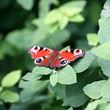 Wildlife tree pack - peacock butterfly