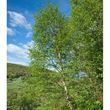Downy birch - full tree green leaves