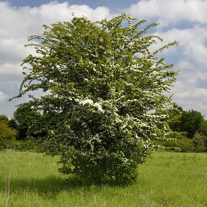 Hawthorn Trees Hedges Crataegus Monogyna Woodland Trust 