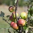 Wild Harvest - apples