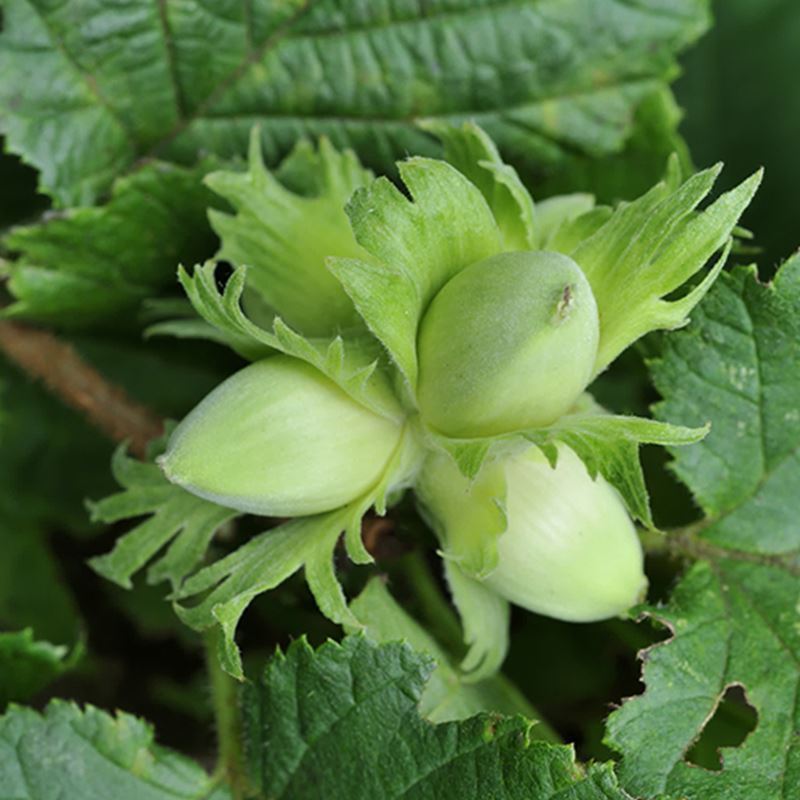 British Fruit Trees For Sale Wild Harvest Pack Woodland Trust