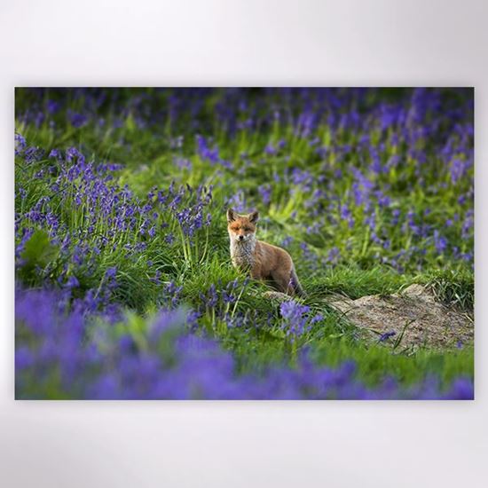 0000779_fox-in-the-bluebells-jigsaw_550.jpg