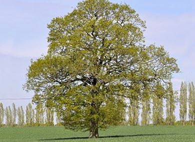 Picture for category Large trees