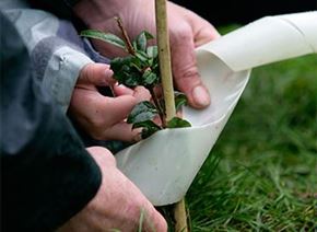 Picture for category Tree protection and accessories