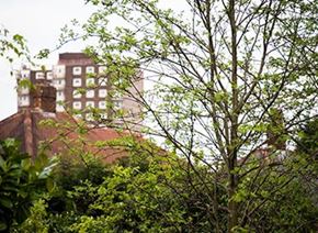 Picture for category Garden trees