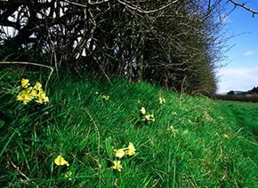 Picture for category Hedging trees