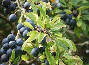 Picture for category Fruit and nut trees