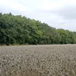 Shelterbelt surrounding field of corn