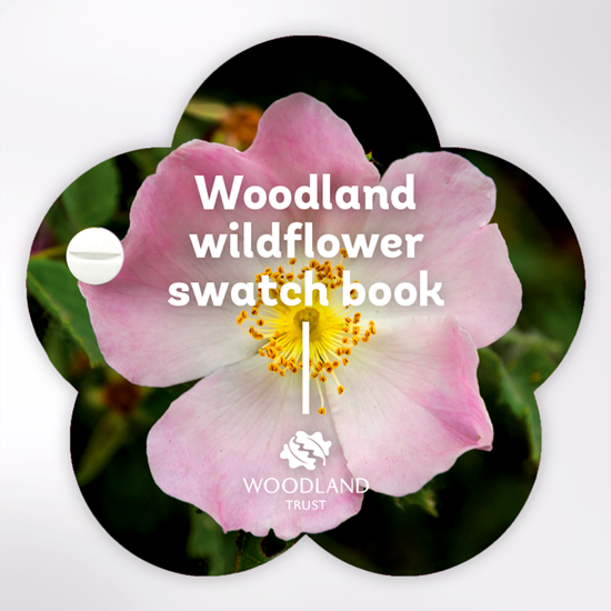 British Wildflowers Identification Swatch Guide Woodland Trust Shop