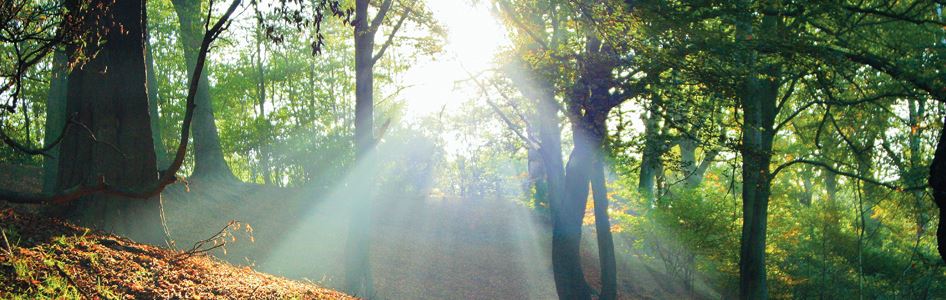 Memorial trees clearance for babies