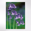 Picture of Keep bluebells blooming