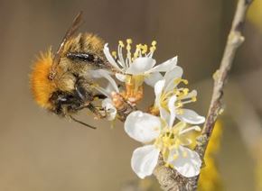 Picture for category Bee themed gifts