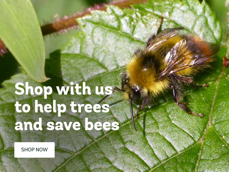Trees save bees