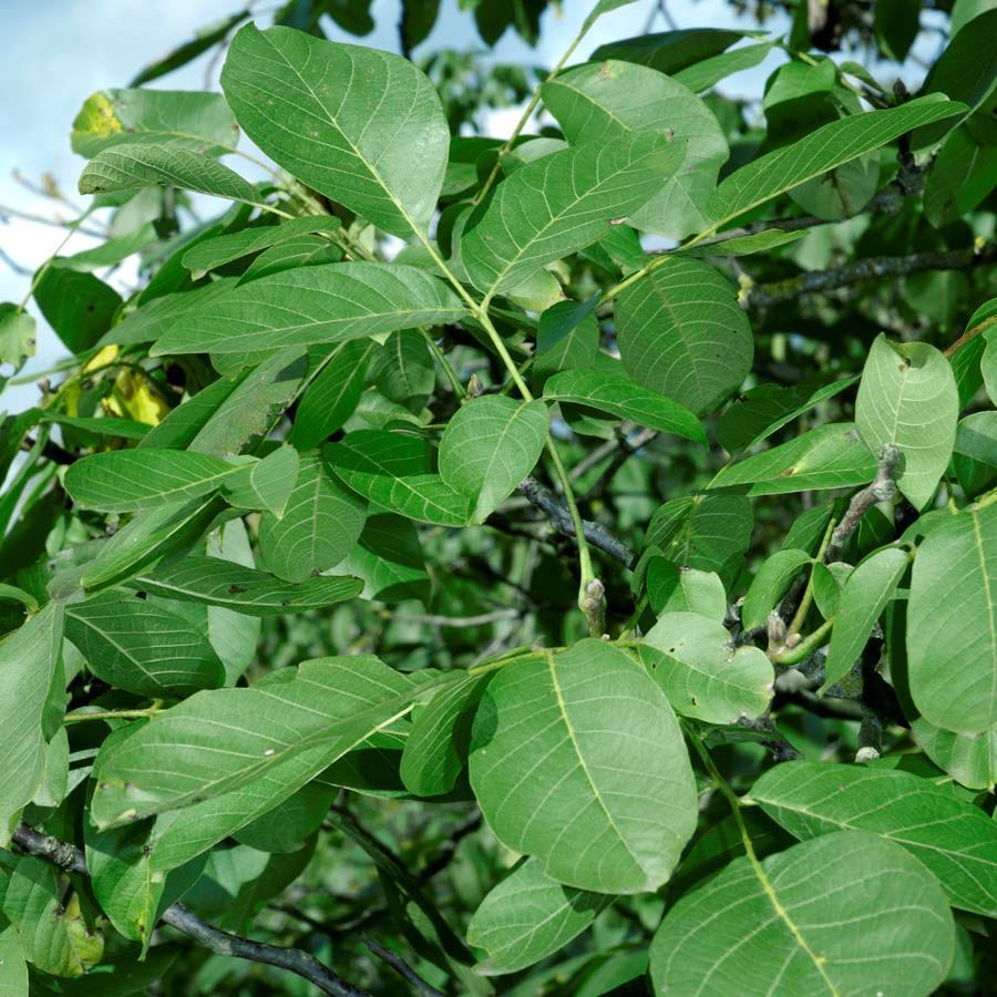 Walnut tree (Juglans regia) For Sale - Woodland Trust | Woodland Trust Shop