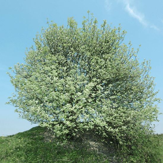 Whitebeam Tree