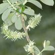 Picture of Grey willow (Salix cinerea)