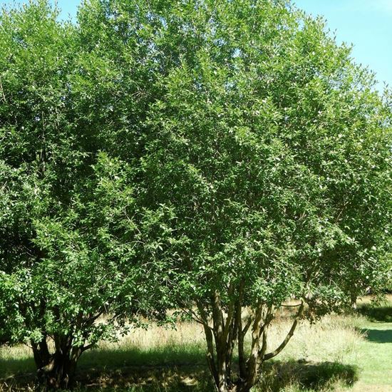 Picture of Bay willow (Salix pentandra)