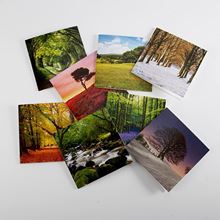 Woodland Trust notelets - woodland