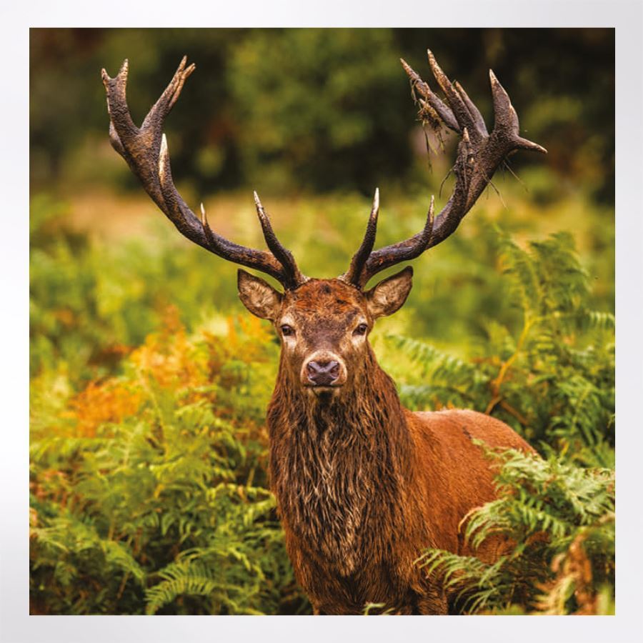 Woodland Trust Wildlife Charity Notelets | Woodland Trust Shop