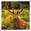 Woodland Trust notelets - woodland wildlife