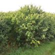 Picture of Purging buckthorn (Rhamnus cathartica)