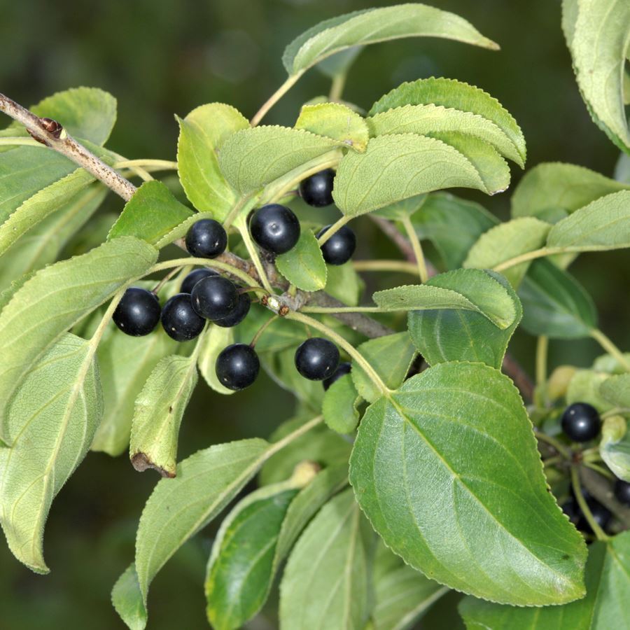 Purging Buckthorn Tree (Rhamnus cathartica) For Sale - Woodland Trust ...