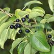Picture of Purging buckthorn (Rhamnus cathartica)