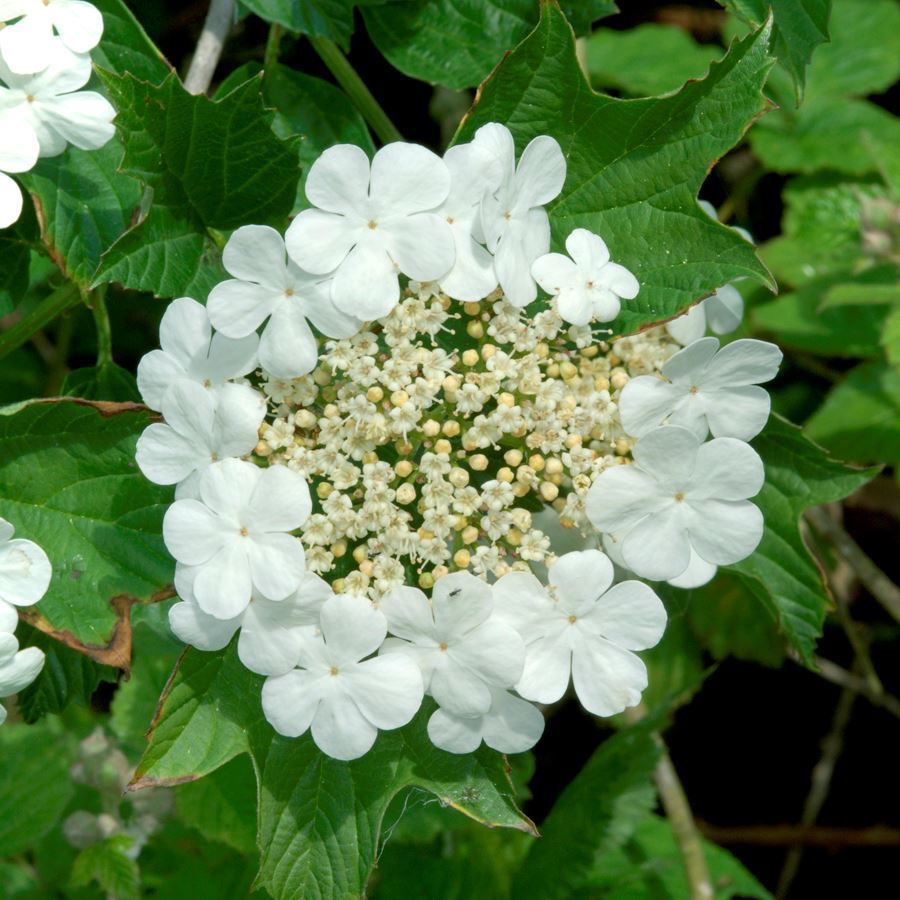 Guelder Rose (Salix cinerea) For Sale Woodland Trust Woodland Trust