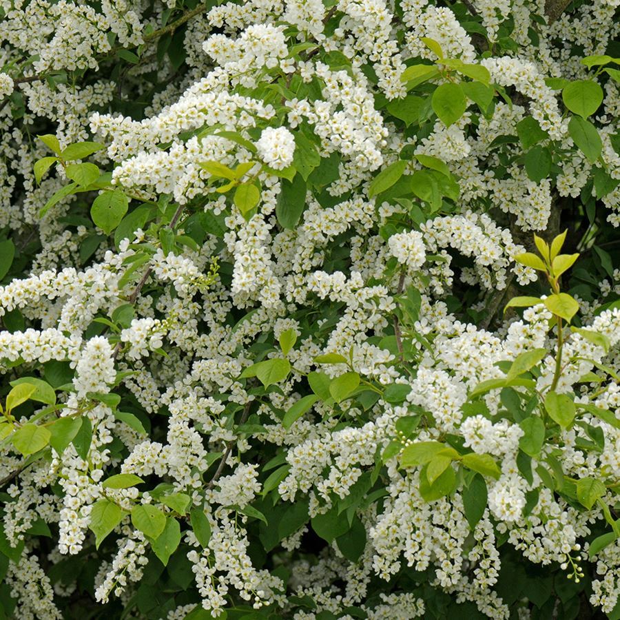 Bird Cherry (Prunus padus) | Woodland Trust Shop