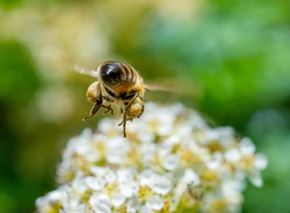 Picture for category Trees for pollinators