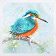 Kingfisher in snow Christmas cards