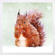 Red squirrel Christmas cards