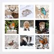Wildlife moments Christmas cards