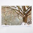 English oak tree in snow