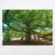 Chapter House tree Wales tree of the year 2020