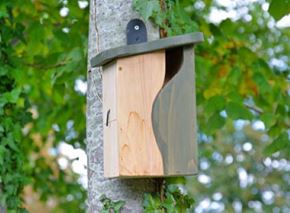 Picture for category Birds